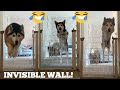 Huskies v Invisible Wall Challenge!! [FEMALE V PUPPY V MALE!] [WITH FUNNY CAPTIONS!!]