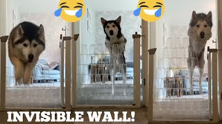 Huskies v Invisible Wall Challenge!! [FEMALE V PUPPY V MALE!] [WITH FUNNY CAPTIONS!!]