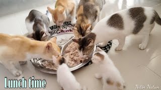 Lunch time of my cats || Nitin Nutun by Nitin Nutun 81 views 2 years ago 4 minutes, 42 seconds