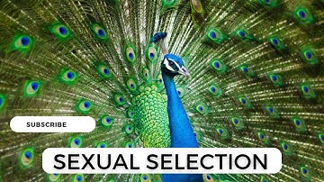 Sexual selection🔥| Animal behaviour 🤓