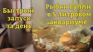 Мой аквариум с гуппи. Быстрый запуск 5 литрового аквариума.