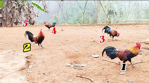 Gà rừng mồi cứng cho ae sưu tầm mới nhất 2025, cov qaib dib zoo cuab nyiam nus tau