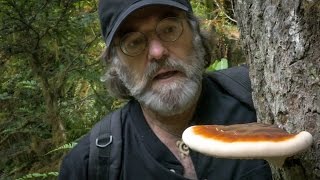 Could The Mushroom Save The Honeybee?