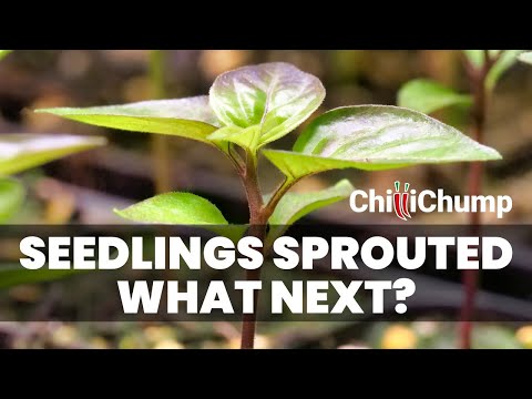 Chilli Seedling Care: Expert Answers to Your Top 3 Questions - YouTube