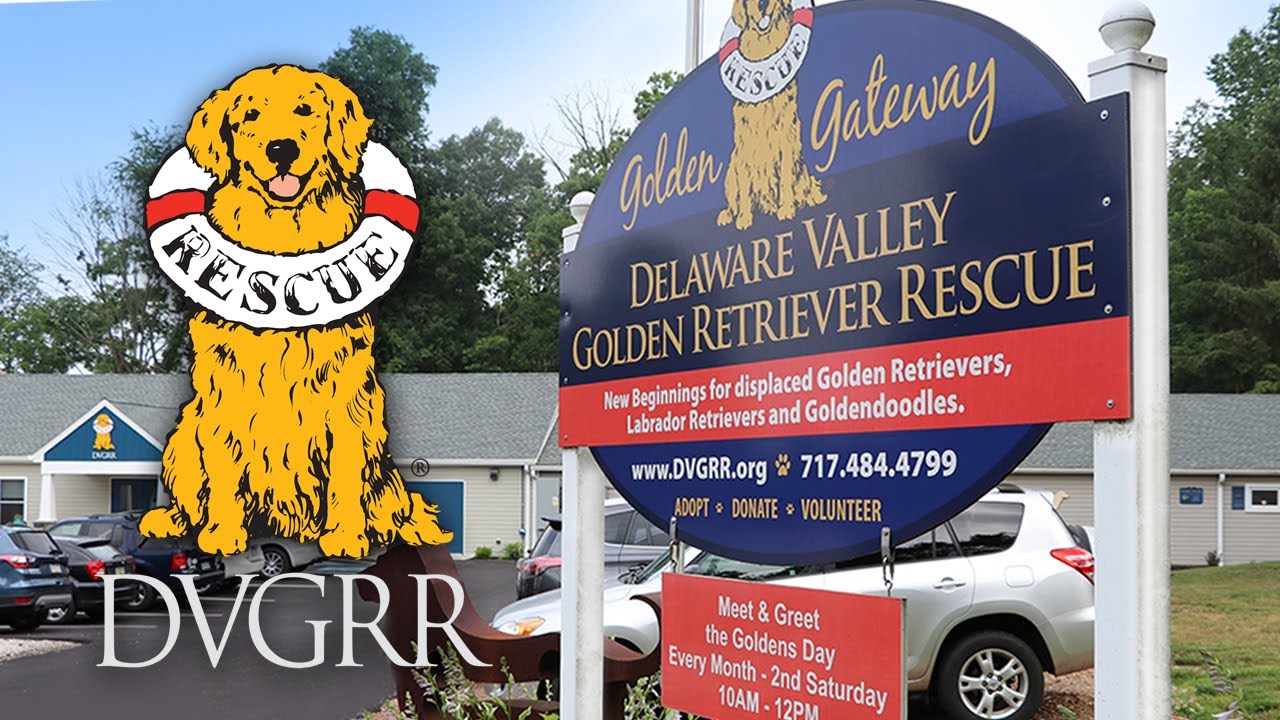 Home Delaware Valley Golden Retriever Rescue