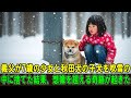 【奇跡の実話】義父は7歳の少女と秋田犬の子犬を、吹雪の中に残酷にも置き去りにした…凍え死ぬ寸前、奇跡が起きた。