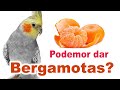 Calopsita  pode comer bergamota? Pode dar bergamota para calopsita?