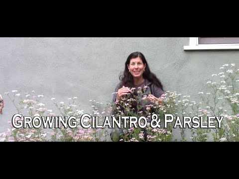 Video: Parsley Plant Gone To Seed - Cara Menjaga Peterseli Dari Baut