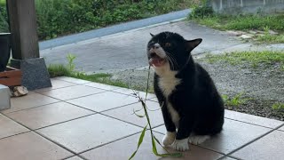 デロデロになるまで草にむしゃぶりつく猫