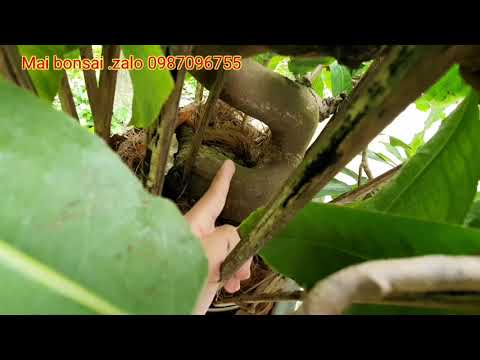 Video 26/9 giao lưu cây mai bonsai đã ghép Tuấn Ngọc 3 năm. - youtube