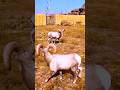 This Headbutting Game is Wild (Ram Fights)