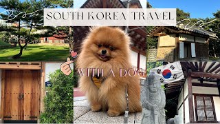 South Korea 🇰🇷 travel vlog with a dog 🐶