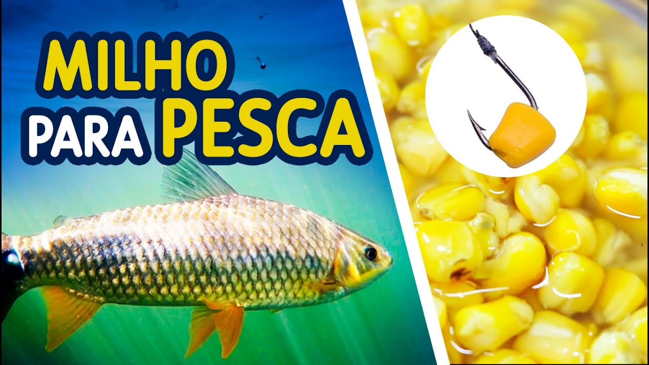 MILHO PARA PESCA. Como fazer, Veja o passo a passo