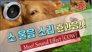 소 울음소리 효과음!!  -12간지- (축丑)   Moo! Sound Effect [COW]  / 소 효과음!! 소띠의 해 효과음!! [저작권 없는 무료 효과음]