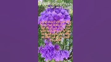 سورة الحجرات الآية (١١) بصوت القارئ سعد الغامدي