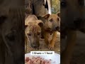 Today I fed a hungry street dog🥺🐶Please support,spread kindness❤️#shorts#dog#helpinganimals#kindness