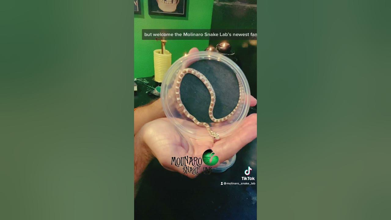 π Coral Ghost Corn Snake! π§ͺ #snake #shorts #cornsnake π Coral Ghost Corn Snake! π§ͺ #snake #shorts #cornsnake