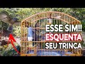 Esse VÍDEO de TRINCA FERRO no MATO vai DEIXAR seu TRINCA LOUCO!! Trinca ferro MAJOR no MATO!!