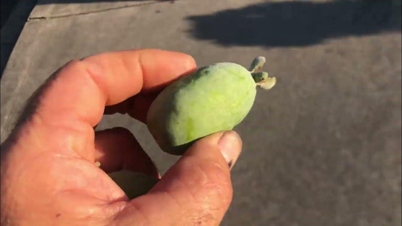 Comparing Pineapple and Strawberry Guavas YouTube