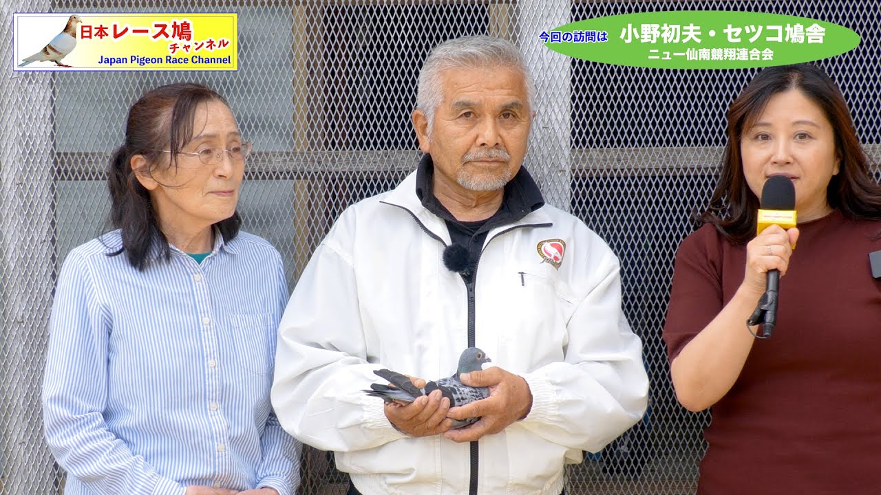 2017年宮城連盟GP700K総合優勝　小野初夫・セツコ鳩舎（ニュー仙南競翔連合会）　2024.5.15訪問
