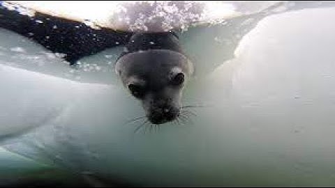 Rob Harcourt - Marine Predator Research Group