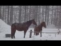 Northpole stable 2013 　雪で滑ってずっこける馬