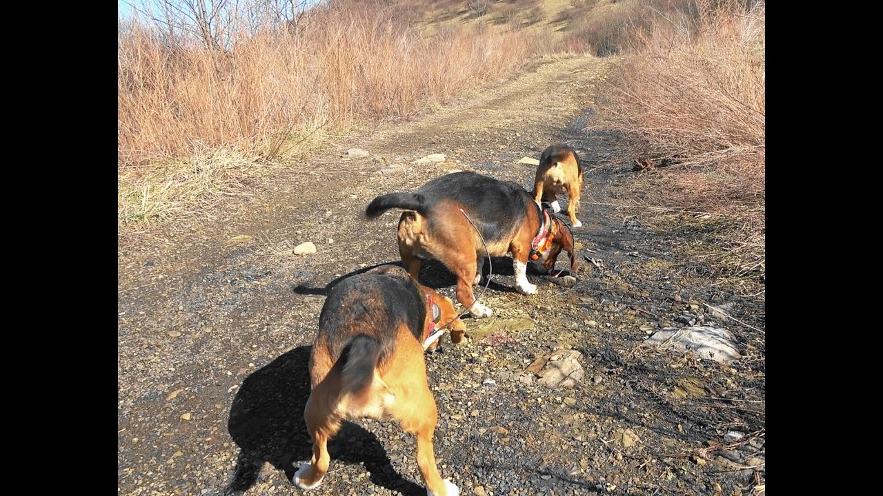 Skyview's Beagles Rabbit Hunting And AKC Field Trials - YouTube