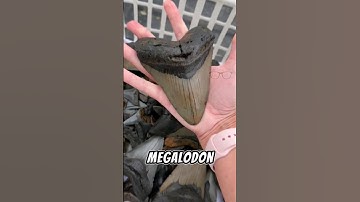 NHẶT RĂNG CÁ MẬP #animals #amazingfacts