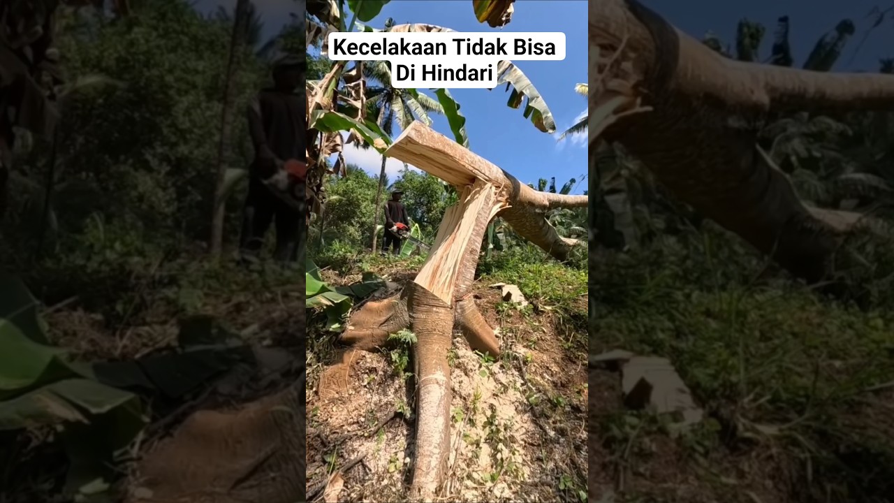 Kecelakaan Tidak Bisa Di Hindari #viral #wood #woodworking #cuttingskills #felling #shortvideo