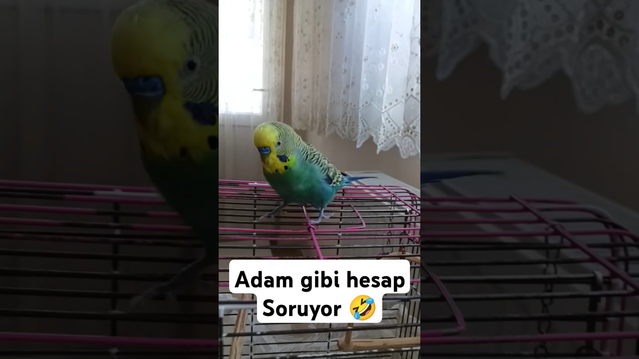 Reis önce kızıyor Sonra Dans ediyor 🤣 #muhabbetkuşufıstık #muhabbetkusu #asmr #muhabbetkuslari
