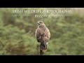 Irish Wildlife Photography - Buzzard and Jay from my Hide.