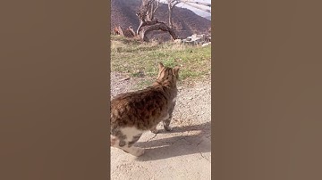 While sitting in the lodge, I saw a Lynx-like cat exhibiting semi-wild behavior. Video 2.