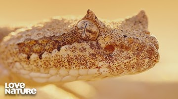 The Sidewinder Rattlesnake Dominates the Desert | Wild California 104