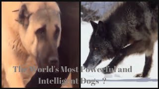 The Strongest And Smartest Dogs İn The World ? Wolf Dog~Kangals~Pitbull.
