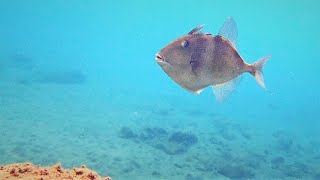 El Pez Gallo Cochino -pez ballesta (Balistes capriscus), en el mar de Canarias.