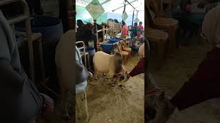 ছোটা ডন #eiduladha2026 #cow #bullfarm #agro