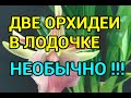 Две Орхидеи В ЛОДОЧКЕ !!!  Парная Посадка Орхидеи Кохлеантес !!!