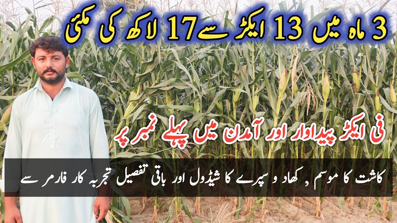 Maize Farming in Pakistan | Hybrid Maize Cultivation | مکئی کی کاشت اور آمدن و اخراجات کی مکمل تفصیل