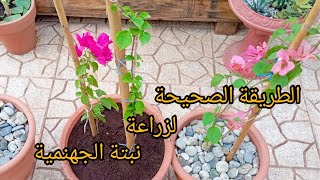 الطريقة الصحيحة لزراعة نبتة الجهنمية او المجنونة طريقتي المعتمدة دائما لزراعة ناجحة ?Bougainvillea