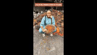 How Palm Fruits are processed into Palm Oil in Warri!