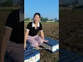 秋日陽光正好,訓放20公里 #賽鴿 #鴿舍