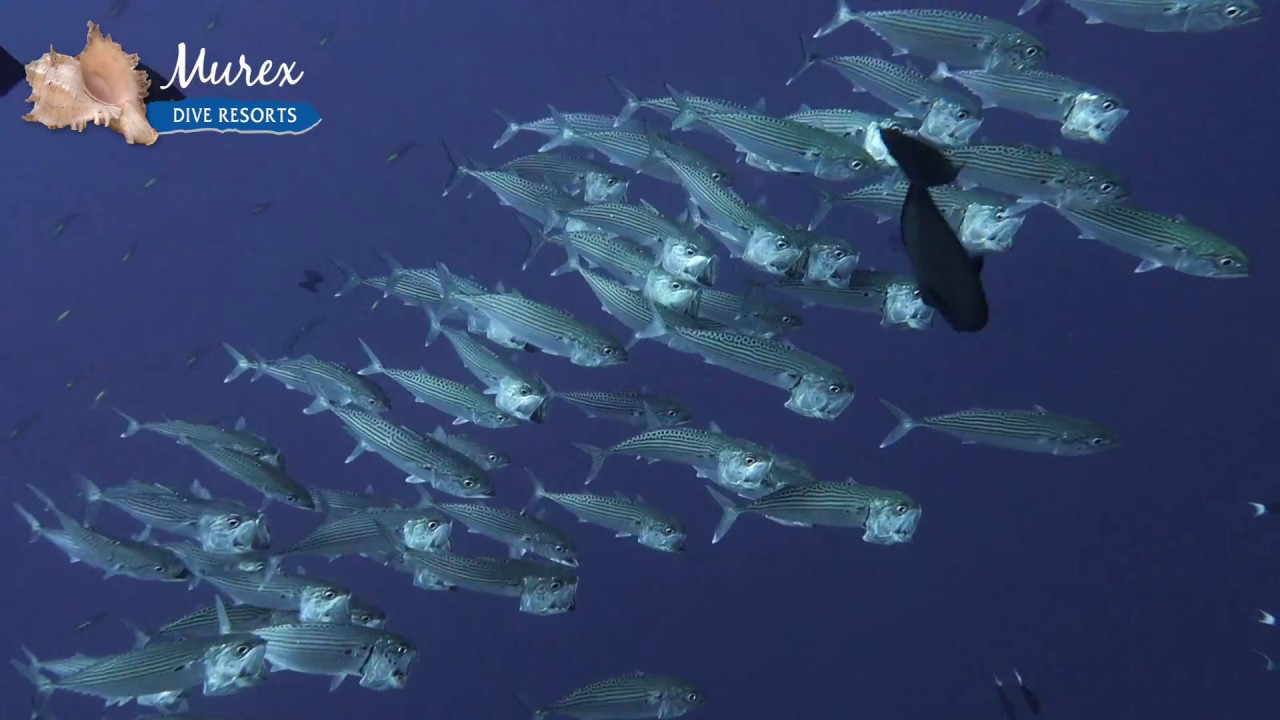 Bunaken National Park walls - Murex Dive Resorts