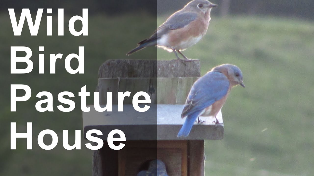 Wild Bird Conservation On Pasture