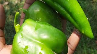 A small kitchen garden - I love farming, and big farms, big data, real food.