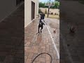 Axel video