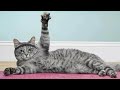 🐈 Спортивные коты! 😺 Подборка смешных котов для хорошего настроения! 😺