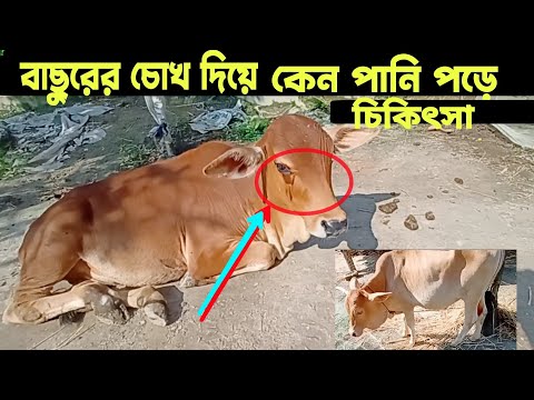 ভিডিও: বাছুরের কি পানি দরকার?