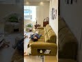 ⚡ワンタッチで広がる、極上の空間。電動フルサイズソファベッド ✨#tiaro #interior #sofabed #インテリア #home #sofa