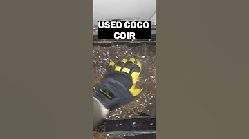 Bedding For the NEW Worm Bin #shorts