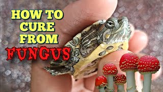 HOW TO TREAT YOUR PET TURTLE FROM FUNGUS | Red Eared Sliders | Kura-Kura Brazil Sakit.